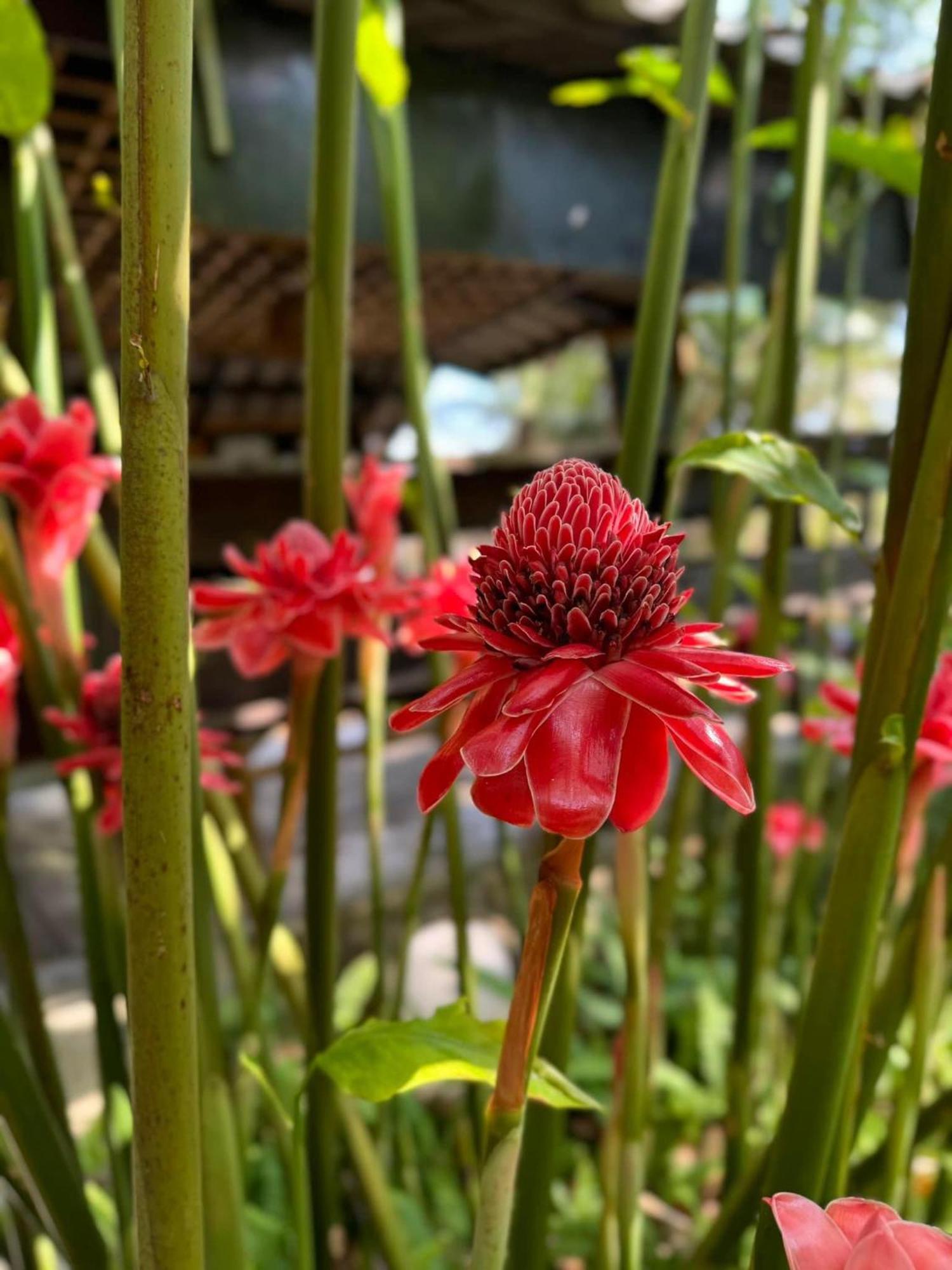 Greenheart Garden View Camp Phuket Strand Kata Exterior foto