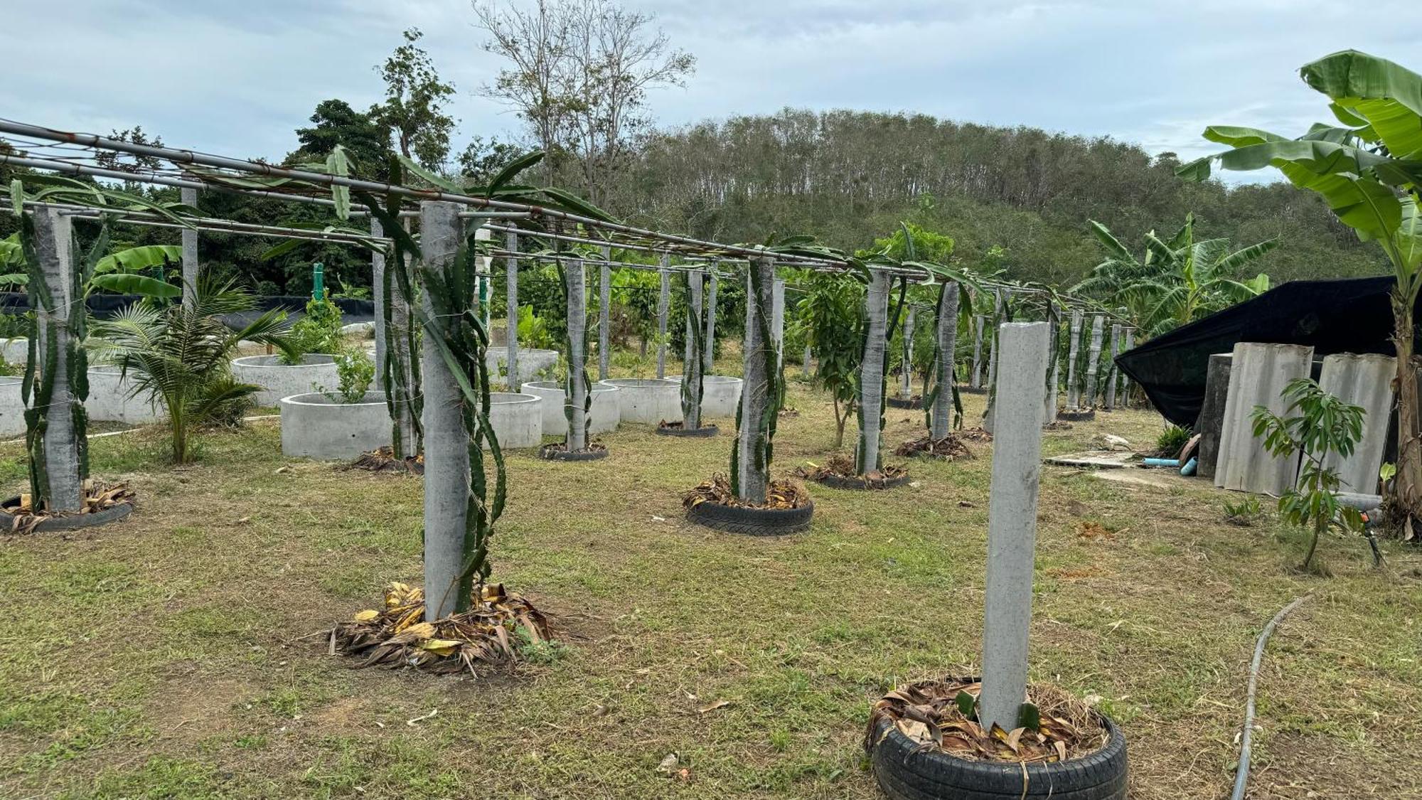 Greenheart Garden View Camp Phuket Strand Kata Exterior foto