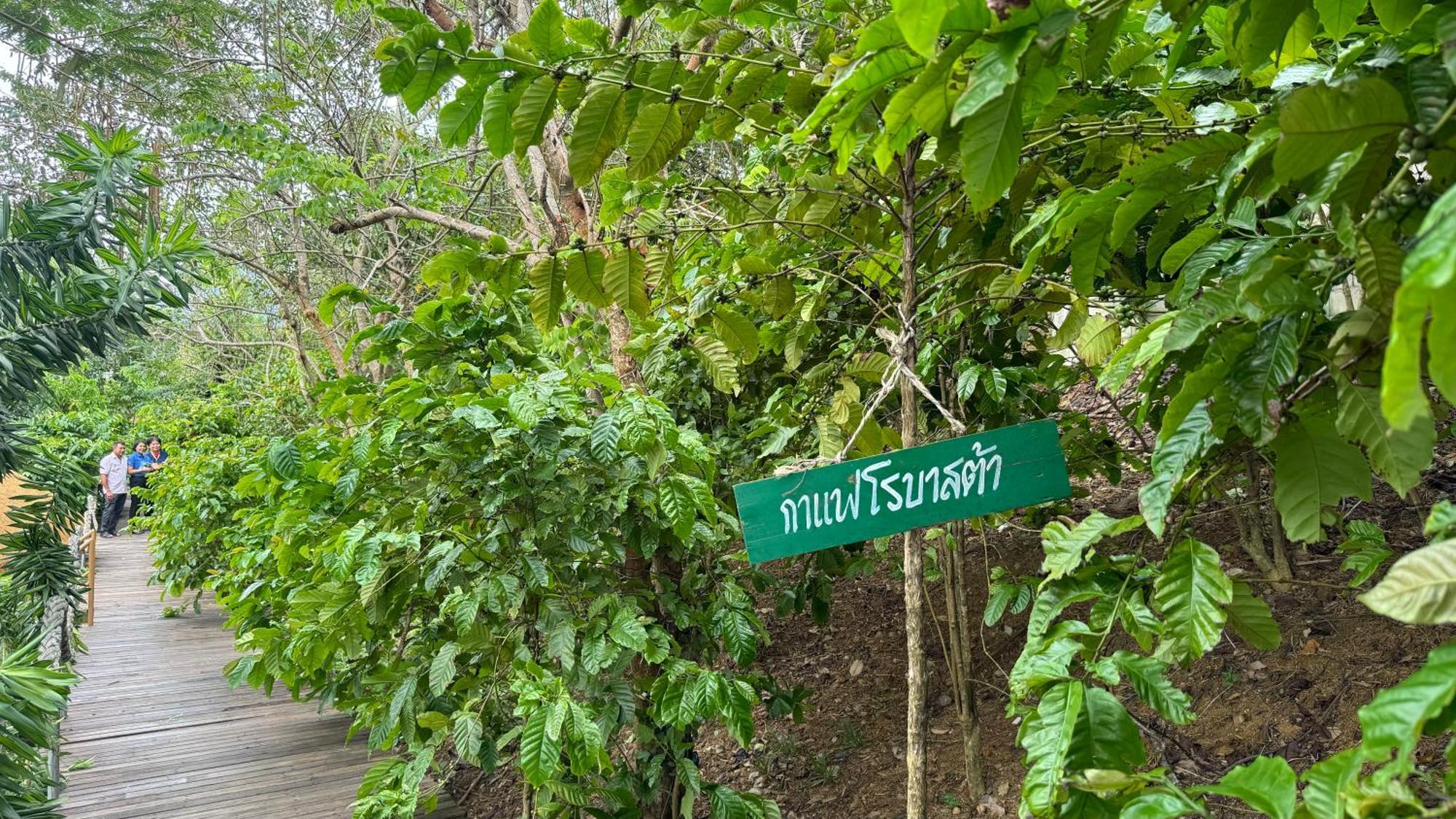 Greenheart Garden View Camp Phuket Strand Kata Exterior foto